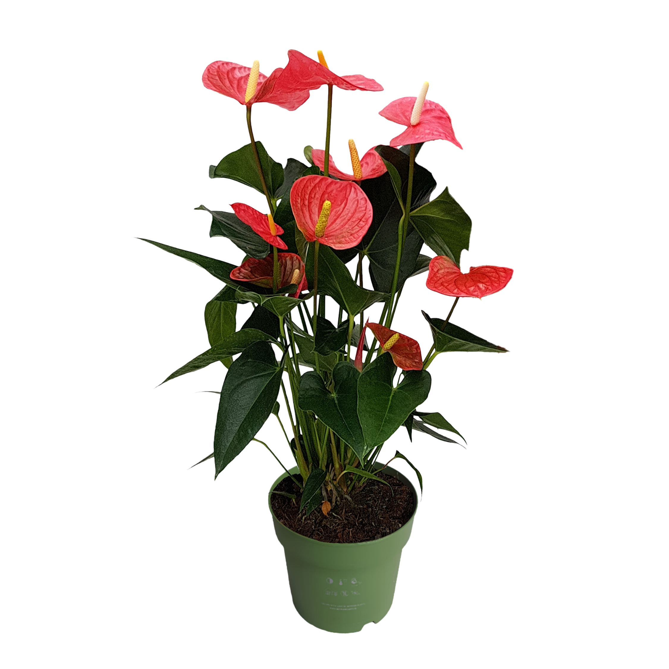 Anthurium - 'Maine Pink' - Korkeus 55-70cm - ⌀17cm