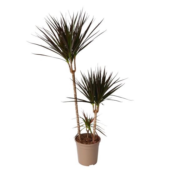 Madagaskarin lohikäärmepuu - Dracaena marginata 'Magenta' - K110-130cm - ⌀24cm