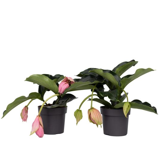 Ruusuviinirypäle - 2 kpl. - Medinilla magnifica - Korkeus 40-50cm - ⌀17cm