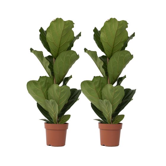Viulunlehtifiguuri - 2 kpl - Ficus lyrata - Korkeus 70-90cm - ⌀21cm