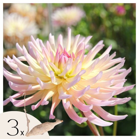 Daalian juurakot - 3 kpl - Dahlia 'Cabanna Banana' - Kukkasipulit