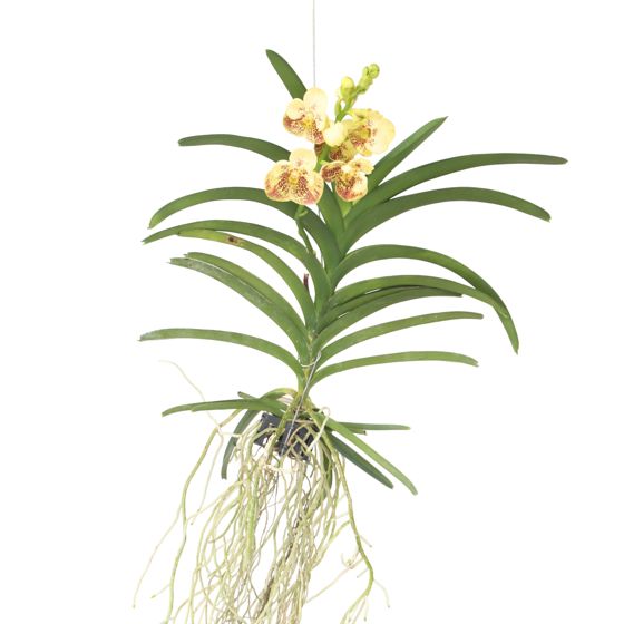 Vanda-orvokki - Vanda 'Sunanda Yellow Henna' - Korkeus 65-75cm