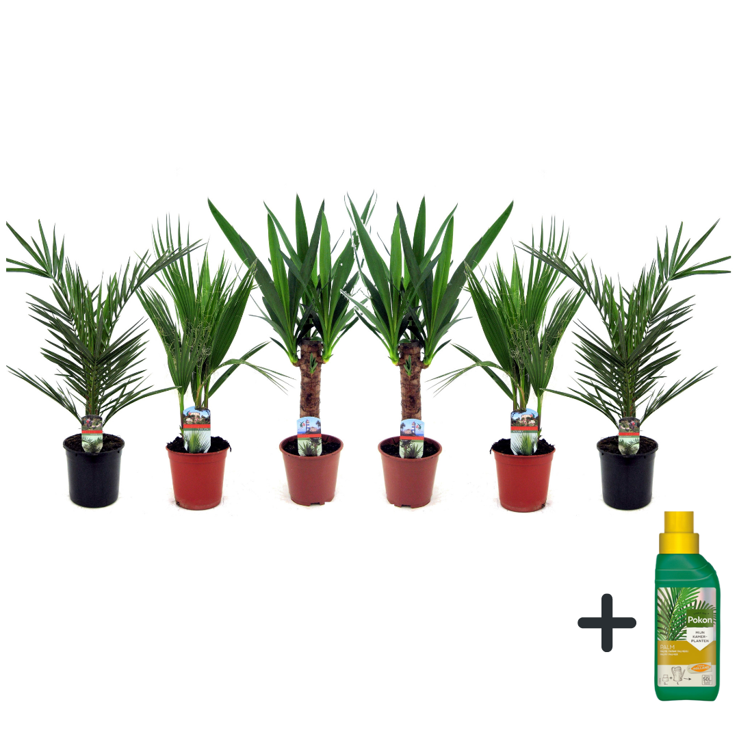 Sisäpalmut Pokonin kanssa - 6 kpl - Sisäpalmi-sekoitus - Pokon - 50-70cm - ⌀14cm