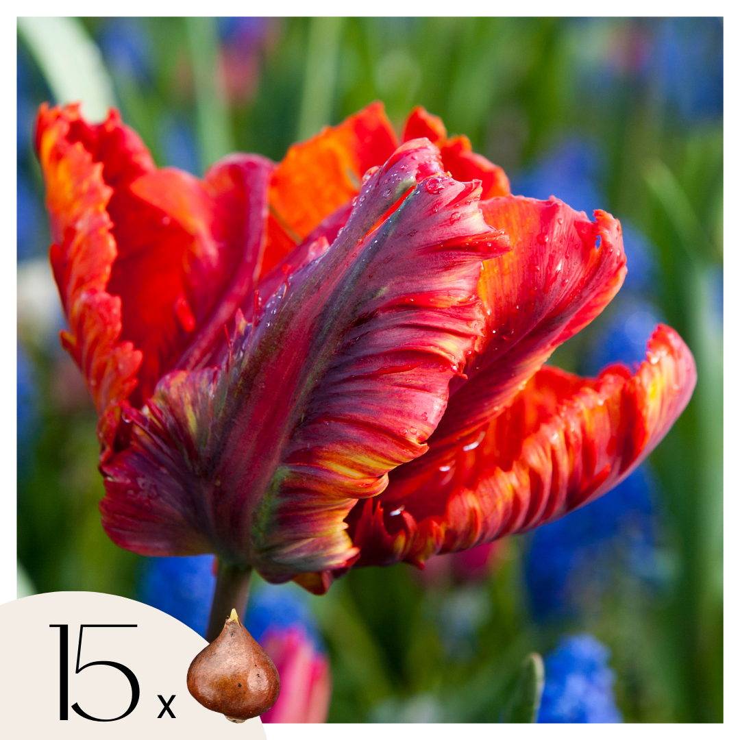 Tulppaaninsipulit - 15 kpl - Tulipa 'Rasta Parrot' - Kukkasipulit - Valkoinen