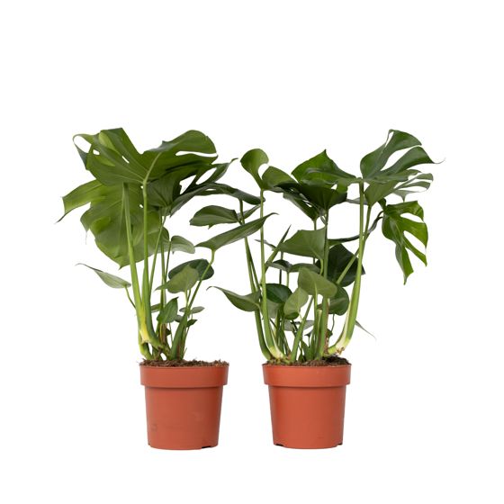 Sveitsiläinen juustokasvi - 2 kpl - Monstera deliciosa - Korkeus 70-80cm - ⌀21cm