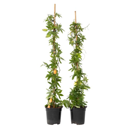 Kärsimyskukka - 2 kpl - Passiflora caerulea - Korkeus 110–120cm - ⌀17cm