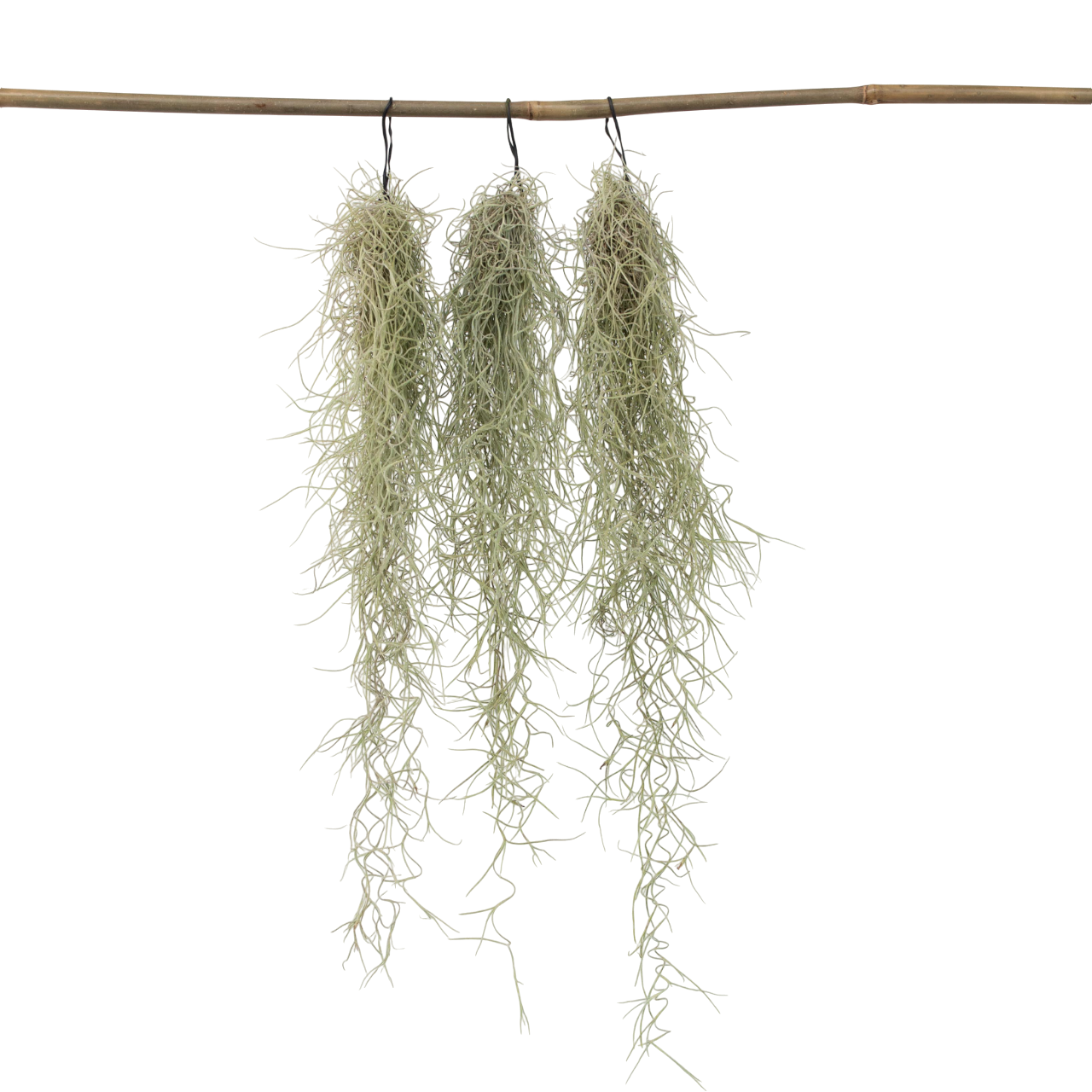 Espanjan sammal - 3 kpl - Tillandsia usneoides - Korkeus 25-40cm - ⌀5cm