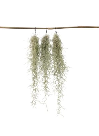 Espanjan sammal - 3 kpl - Tillandsia usneoides - Korkeus 25-40cm - ⌀5cm