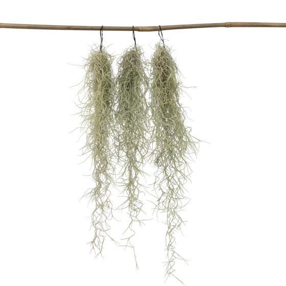 Espanjan sammal - 3 kpl - Tillandsia usneoides - Korkeus 25-40cm - ⌀5cm