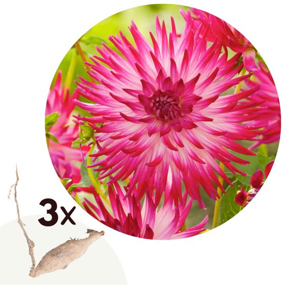 Daalian juurakot - 3 kpl - Dahlia 'Dutch Explosion' - Vaaleanpunainen