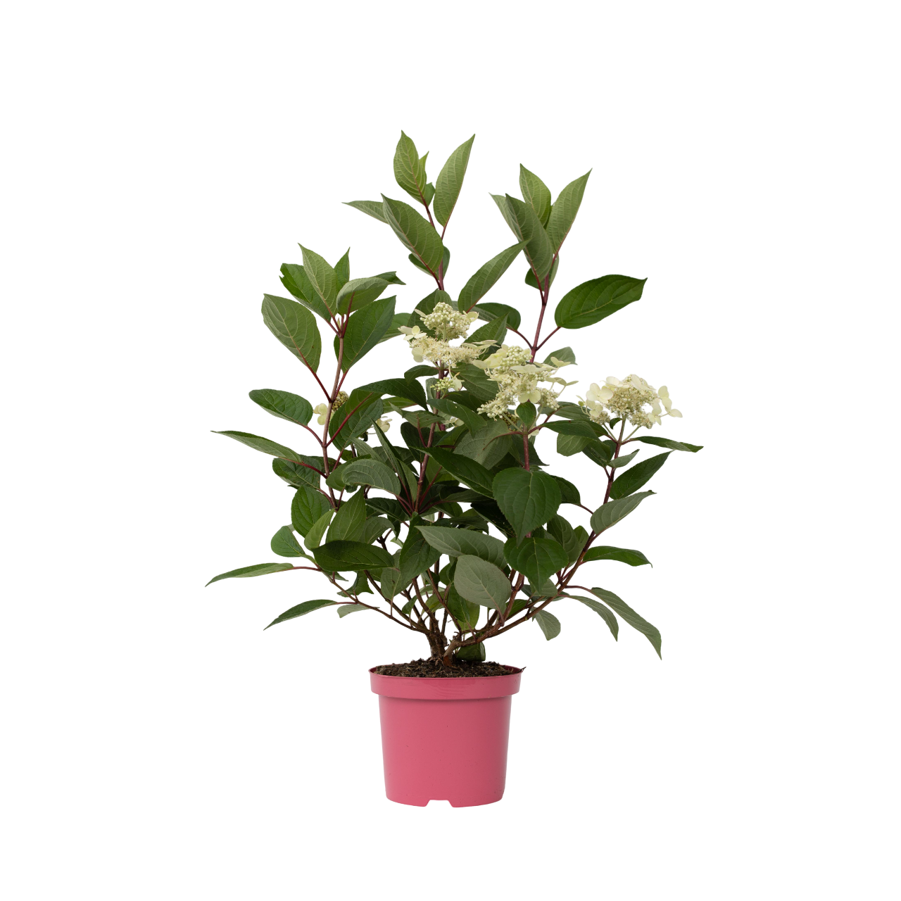 Hortensia - Hydrangea paniculata 'Early Harry' - Korkeus 25-40cm - ⌀19cm