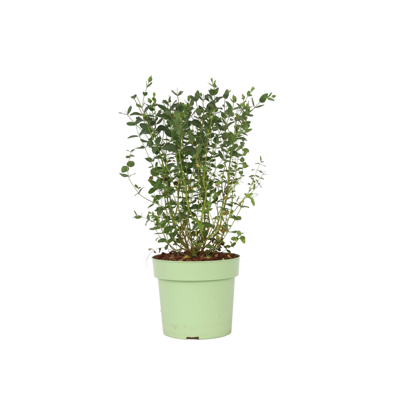 Eukalyptus - Eucalyptus parvifolia 'Oliva' - Korkeus 40-50cm - ⌀19cm