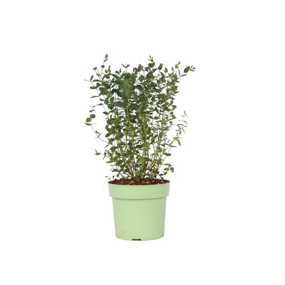 Eukalyptus - Eucalyptus parvifolia 'Oliva' - Korkeus 40-50cm - ⌀19cm