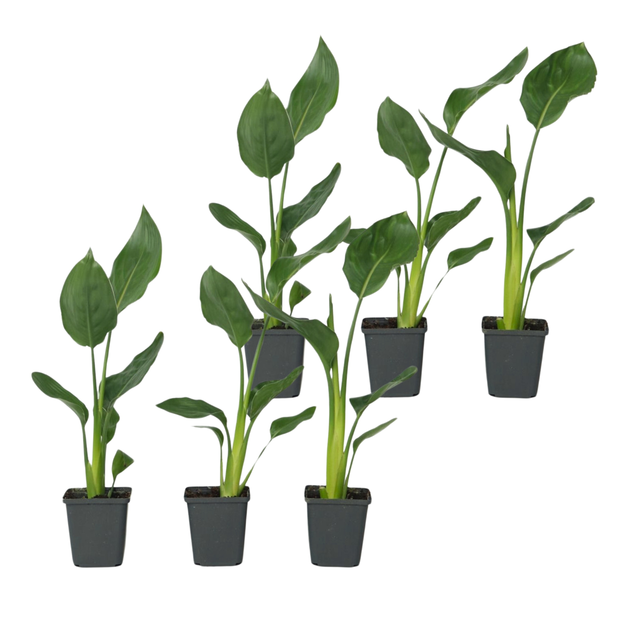 Paratiisilintu - 6 kpl - Strelitzia reginea - Korkeus 25-40cm - ⌀9cm